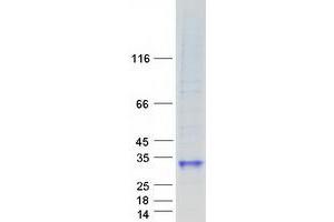 Validation with Western Blot (TNFSF4 Protein (Myc-DYKDDDDK Tag))