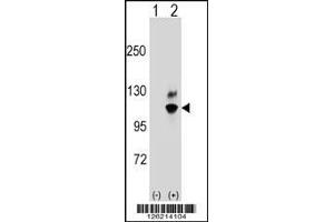 Western blot analysis of GNL2 using rabbit polyclonal GNL2 Antibody using 293 cell lysates (2 ug/lane) either nontransfected (Lane 1) or transiently transfected (Lane 2) with the GNL2 gene. (GNL2 抗体  (N-Term))