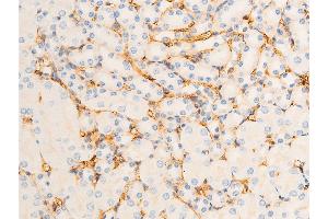 ABIN6267302 at 1/100 staining mouse kidney tissue sections by IHC-P. (ICAM1 抗体  (pTyr512))