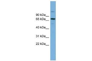 BRAP antibody used at 1 ug/ml to detect target protein. (BRAP 抗体  (Middle Region))