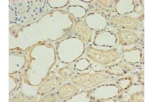 Immunohistochemistry of paraffin-embedded human kidney tissue using ABIN7173390 at dilution of 1:100 (TGS1 抗体  (AA 713-853))