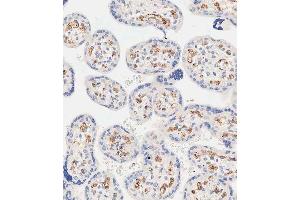 Immunohistochemical analysis of paraffin-embedded human placenta tissue using A performed on the Leica® BOND RXm. (EHD2 抗体  (C-Term))