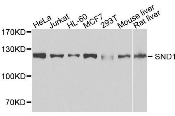 SND1 antibody  (AA 26-285)
