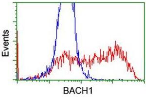 HEK293T cells transfected with either RC221628 overexpress plasmid (Red) or empty vector control plasmid (Blue) were immunostained by anti-BACH1 antibody (ABIN2455676), and then analyzed by flow cytometry. (BACH1 抗体)