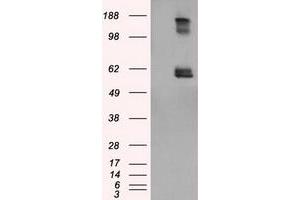 Image no. 1 for anti-Lipase, Endothelial (LIPG) antibody (ABIN1499168) (LIPG 抗体)