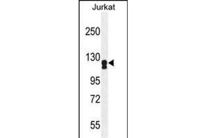 ADCY2 Antibody (Center) (ABIN655269 and ABIN2844861) western blot analysis in Jurkat cell line lysates (35 μg/lane). (ADCY2 抗体  (AA 451-481))