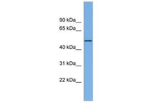 WB Suggested Anti-LIPI Antibody Titration:  0. (Lipase I 抗体  (Middle Region))
