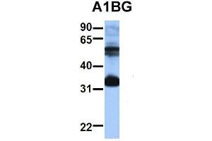 Western Blotting (WB) image for anti-alpha-1-B Glycoprotein (A1BG) (N-Term) antibody (ABIN2778136)