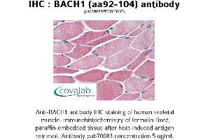 Image no. 1 for anti-BTB and CNC Homology 1, Basic Leucine Zipper Transcription Factor 1 (BACH1) (AA 92-104) antibody (ABIN1732181) (BACH1 抗体  (AA 92-104))