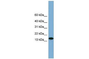 WB Suggested Anti-H2AFX Antibody Titration: 0. (H2AFX 抗体  (Middle Region))