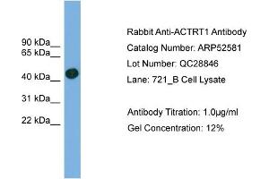 WB Suggested Anti-ACTRT1  Antibody Titration: 0. (ACTRT1 抗体  (Middle Region))