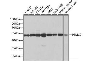 Western blot analysis of extracts of various cell lines using PSMC2 Polyclonal Antibody at dilution of 1:1000. (PSMC2 抗体)