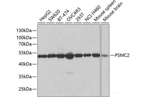 PSMC2 anticorps