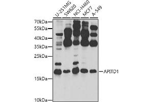 Western blot analysis of extracts of various cell lines, using  antibody (ABIN6132149, ABIN6136987, ABIN6136988 and ABIN6224308) at 1:1000 dilution. (APITD1 抗体  (AA 1-138))