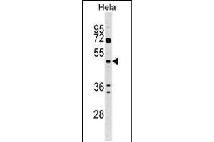Western blot analysis in Hela cell line lysates (35ug/lane). (ALG2 抗体  (AA 254-282))