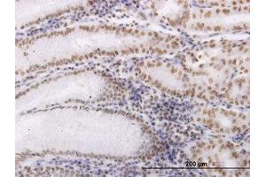 Image no. 1 for anti-Oxidative-Stress Responsive 1 (OXSR1) (AA 351-450) antibody (ABIN599104) (OXSR1 抗体  (AA 351-450))