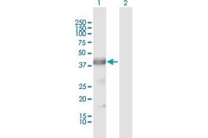 Western Blot analysis of ARG2 expression in transfected 293T cell line by ARG2 MaxPab polyclonal antibody.