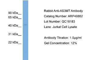 WB Suggested Anti-AS3MT  Antibody Titration: 0. (AS3MT 抗体  (Middle Region))