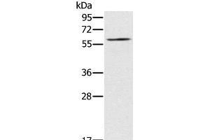 Western Blot analysis of NIH/3T3 cell using RELB Polyclonal Antibody at dilution of 1:200 (RELB 抗体)