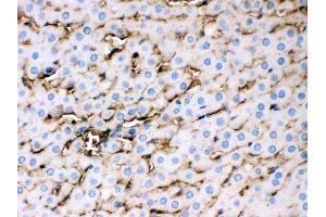Apolipoprotein E was detected in paraffin-embedded sections of rat liver tissues using rabbit anti- Apolipoprotein E Antigen Affinity purified polyclonal antibody (Catalog # ) at 1 µg/mL. (APOE 抗体  (AA 55-294))