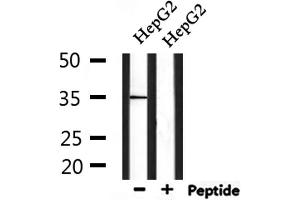 Western blot analysis of extracts from HepG2, using MSHR Antibody. (MC1 Receptor 抗体  (C-Term))
