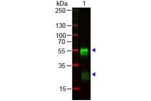 Western Blotting (WB) image for Goat anti-Rabbit IgG (Heavy & Light Chain) antibody - Preadsorbed (ABIN102001)