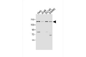 All lanes : Anti-MED14 Antibody (Center) at 1:4000 dilution Lane 1: Hela whole cell lysate Lane 2: A549 whole cell lysate Lane 3: D whole cell lysate Lane 4: S whole cell lysate Lysates/proteins at 20 μg per lane. (MED14 抗体  (AA 586-615))
