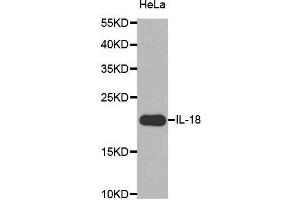 Western Blotting (WB) image for anti-Interleukin 18 (IL18) (AA 37-193) antibody (ABIN3021465) (IL-18 抗体  (AA 37-193))