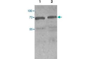 Western blot analysis of HeLa (Lane 1) and MCF-7 (Lane 2) cell lysate with PAK4 polyclonal antibody  at 1 : 250 dilution. (PAK4 抗体  (N-Term))