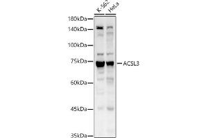 Western blot analysis of extracts of various cell lines, using  antibody (ABIN6129863, ABIN6136456, ABIN6136457 and ABIN6215371) at 1:1530 dilution.