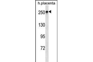 SCRIB Antibody (N-term) (ABIN1539341 and ABIN2850259) western blot analysis in human placenta tissue lysates (35 μg/lane). (SCRIB 抗体  (N-Term))
