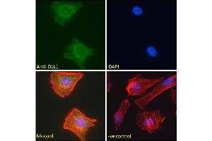 ABIN361190 Immunofluorescence analysis of paraformaldehyde fixed HeLa cells, permeabilized with 0. (DLL1 抗体  (Internal Region))