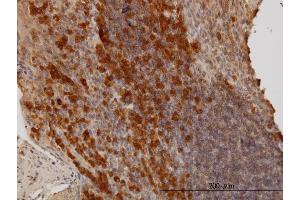 Immunoperoxidase of monoclonal antibody to BAG1 on formalin-fixed paraffin-embedded human tonsil. (BAG1 抗体  (AA 241-345))