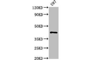 Western Blot Positive WB detected in: U87 whole cell lysate All lanes: PRKAR1A antibody at 1. (Recombinant PRKAR1A 抗体)