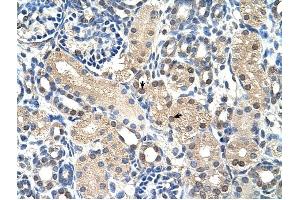 GPR161 antibody was used for immunohistochemistry at a concentration of 4-8 ug/ml to stain Epithelial cells of renal tubule (arrows) in Human Kidney. (GPR161 抗体  (N-Term))