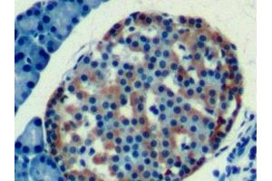 Detection of CLU in Rat Pancreas Tissue using Monoclonal Antibody to Clusterin (CLU) (Clusterin 抗体  (AA 227-447))