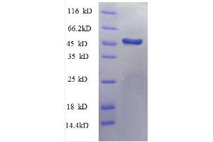 SDS-PAGE (SDS) image for Heterogeneous Nuclear Ribonucleoprotein H (HNRH1) (AA 2-216), (partial) protein (GST tag) (ABIN5712343)