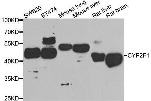 Western blot analysis of extracts of various cell lines, using CYP2F1 antibody (ABIN5974739) at 1/1000 dilution. (CYP2F1 抗体)