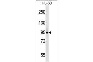Western blot analysis in HL-60 cell line lysates (35ug/lane). (PLCD1 抗体  (N-Term))
