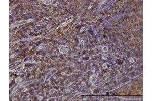 Image no. 1 for anti-Sorting Nexin 1 (SNX1) (AA 166-276) antibody (ABIN598935) (Sorting Nexin 1 抗体  (AA 166-276))
