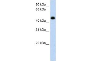 Western Blotting (WB) image for anti-Hydroxyacid Oxidase (Glycolate Oxidase) 1 (HAO1) antibody (ABIN2462589) (HAO1 抗体)