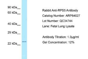 Western Blotting (WB) image for anti-Ribosomal Protein S5 (RPS5) (C-Term) antibody (ABIN2789702)