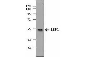 Western Blotting (WB) image for anti-Lymphoid Enhancer-Binding Factor 1 (LEF1) antibody (ABIN2666400) (LEF1 抗体)
