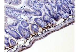 IHC testing of FFPE mouse small intestine tissue with Periostin antibody at 1ug/ml. (Periostin 抗体)