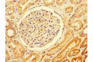 Immunohistochemistry of paraffin-embedded human kidney tissue using ABIN7171701 at dilution of 1:100