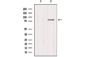 Western blot analysis of extracts from COS-7, using SCARF1 Antibody. (SCARF1 抗体)