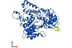 Protein Structure (PS) image for Kynureninase (L-Kynurenine Hydrolase) (KYNU) (AA 1-465) protein (His tag) (ABIN7548881)