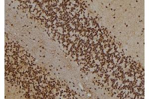 ABIN6277022 at 1/100 staining Rat brain tissue by IHC-P. (WDR5 抗体  (N-Term))