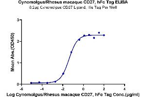 Immobilized Cynomolgus CD27 Ligand, His Tag at 2 μg/mL (100 μL/well) on the plate. (CD27 Protein (AA 20-191) (Fc Tag))