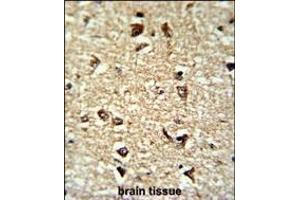Formalin-fixed and paraffin-embedded human brain tissue reacted with CDC2L6 Antibody (Center), which was peroxidase-conjugated to the secondary antibody, followed by DAB staining. (CDK19 抗体  (AA 253-285))